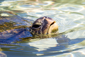 Obraz premium Nahaufnahme einer Suppenschildkröte (Chelonia mydas) oder Grünen Meeresschildkröte im flachen Wasser vor Hilo, Big Island, Hawaii, USA.