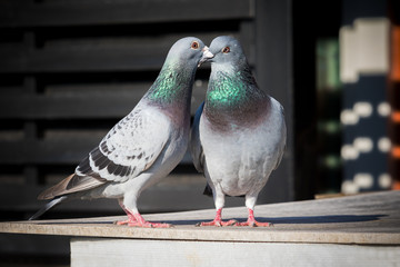 couples of homing pigeon breeding behavior