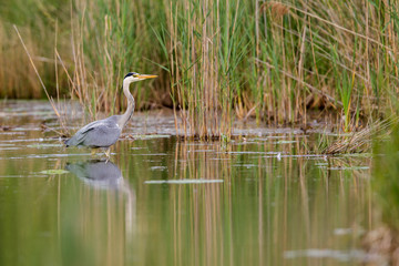 Ein Graureiher (Ardea cinerea) watet auf Nahrungsuche durch einen Teich in Frankfurt, Deutschland, Europa.