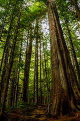 Plakat Mächtige Bäume im Avatar Grove bei Port Renfrew auf Vancouver Island, British Columbia, Kanada.