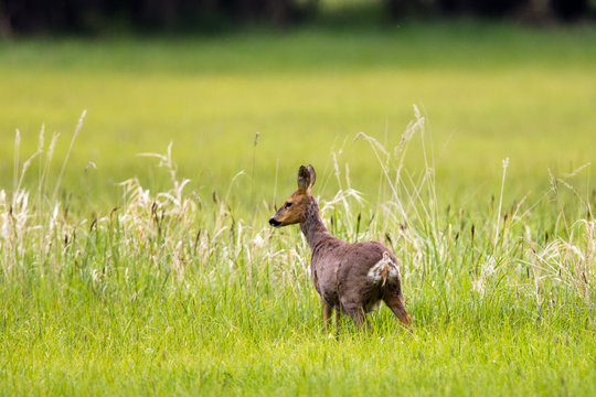 Ein Reh (Capreolus capreolus) auf einer Wiese im Naturschutzgebiet M&ouml;nchbruch bei M&ouml;rfelden in Hessen, Deutschland, Europa.