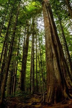 M&auml;chtige B&auml;ume im Avatar Grove bei Port Renfrew auf Vancouver Island, British Columbia, Kanada.