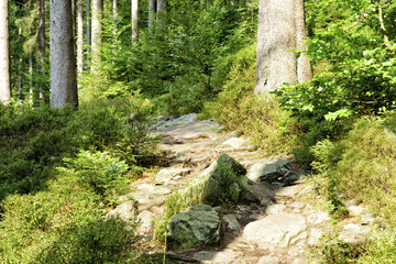 Sommerlicher Waldweg im Hohen Venn