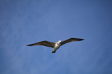 Flying seagull against the blue sky background.
Wild nature of Russia.