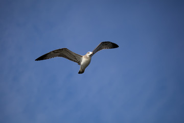 Obraz premium Flying seagull against the blue sky background. Wild nature of Russia.