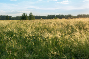 Field with spikelets under the blue sky. close-up