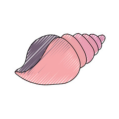 marine shell animal icon vector illustration graphic design