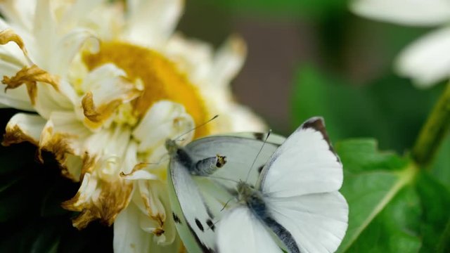 Pieris brassicae white butterfly