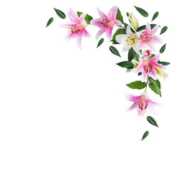 flower lily on a white background with copy space for your message