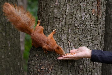 The girl feeds Squirrel on hazelnuts