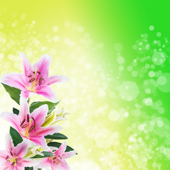 bokeh abstract glitter lighflower White lilies on a color backgroundts background