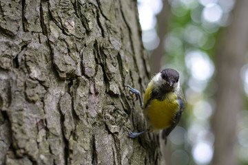 Tit on the tree