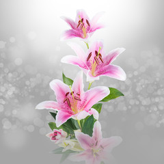 Fototapeta na wymiar bokeh abstract glitter lighflower White lilies on a color backgroundts background