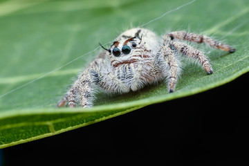 Super macro female Hyllus diardi or Jumping spider on green leaf