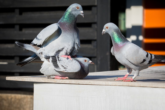 homing pigeon mating bahavior on home loft