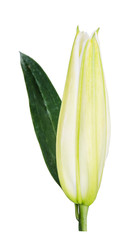 flower lily on a white background with copy space for your message