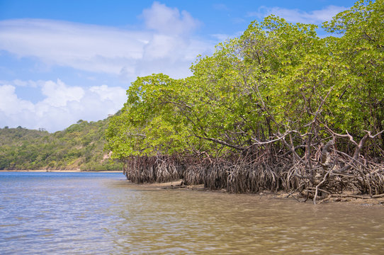Mangrove near Recife, Brazil