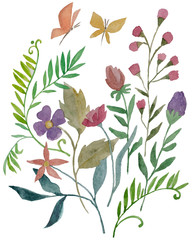ботаническая иллюстрация, акварельные цветы и растения, полевые цветы