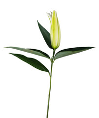 flower lily on a white background with copy space for your message