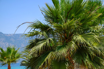 Obraz na płótnie Canvas Beautiful tropical palm on blue sky background