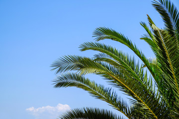 Fototapeta na wymiar Beautiful tropical palm on blue sky background