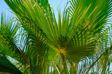 Obraz na płótnie Canvas Beautiful tropical palm, closeup