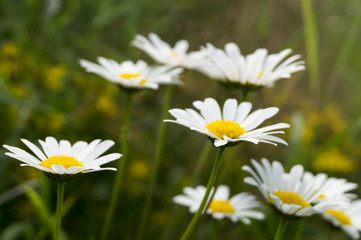 Summer daisies on the lawn © Julia Sedaeva 
