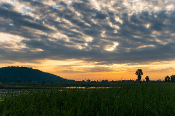 Fototapeta na wymiar Beautiful scene of dusk sky reflect on water surface in rice paddy