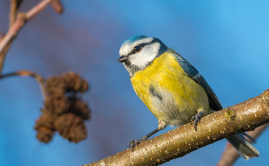 Fototapeta premium blue tit sitting on a branch