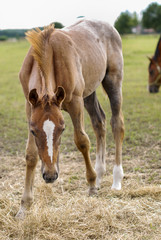 Fototapeta premium horse and foal