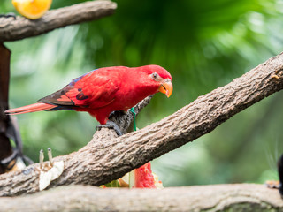 Australian Rainbow Lorikeet, Trichoglossus moluccanus, close up