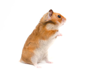 Cute Syrian hamster standing on its hind legs and looking sideward with attention (isolated on white, selective focus on the hamster ear)