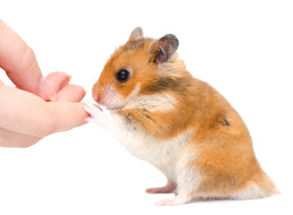 Cute Syrian hamster sitting on its hind legs and holding a human finger (isolated on white), selective focus on the hamster paw and human finger