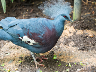 A single Victorian Crowned Pigeon displaying its' head plumage.