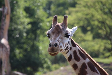 Giraffe 