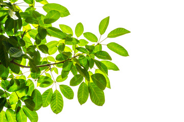 Fototapeta na wymiar Green leaf and branches on white background