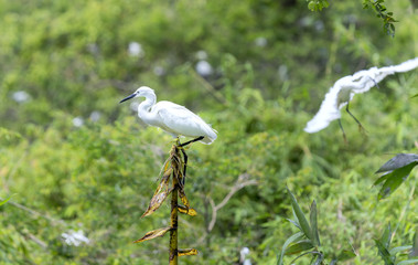 The white stork is hunting in the jungle. These birds are grouped and should be preserved in the natural world