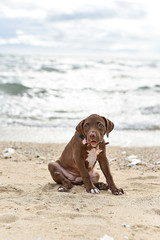 rottweiler puppy on the beach
