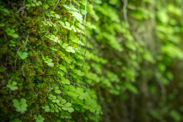 Fern and moss in forest as a natural background