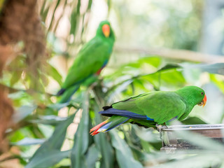 Green Indian Ringneck Parakeet, Colorful Parrot in the Park