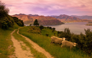 making way to humans. Roys peak, New Zealand