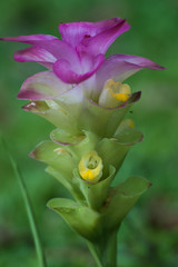 Purple Orchid flower