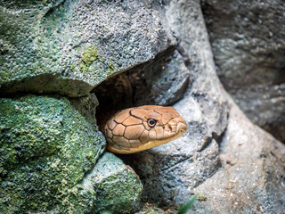 Portrait of King cobra head