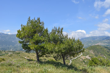 Fototapeta premium Two trees on mountain