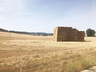 Campo di grano
