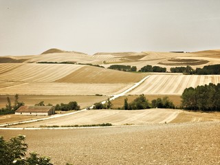 Obraz premium Campo di grano