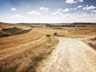 Obraz premium Campo di grano