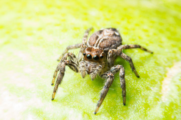photo cloes up jumping spider on leaf green.
