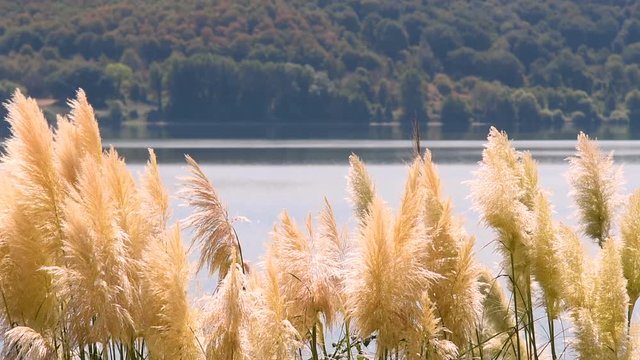 lake landscape 