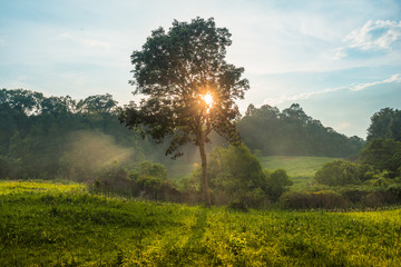 The sun behind the tree
